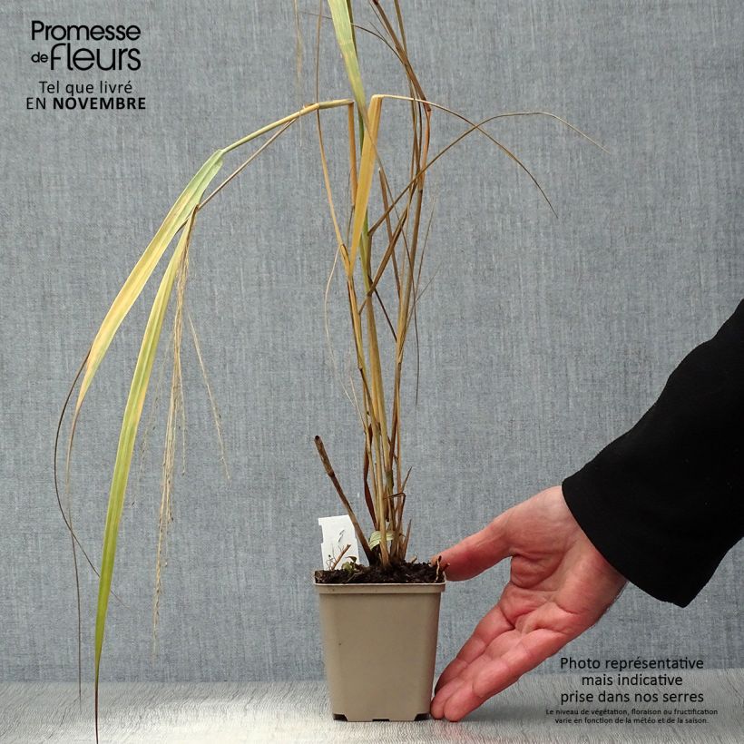 Spécimen de Panic érigé - Panicum virgatum Northwind  tel que livré en automne
