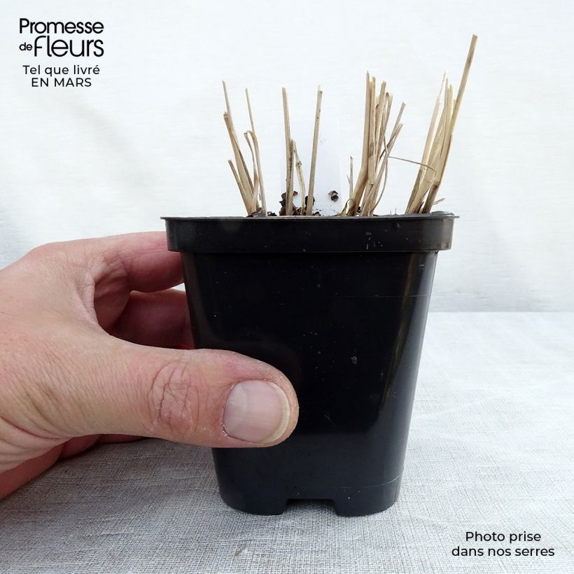 Spécimen de Panic érigé - Panicum virgatum Northwind  Godet de 9cm tel que livré au printemps