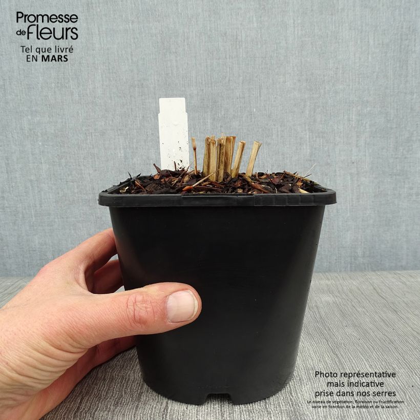 Spécimen de Panic érigé - Panicum virgatum Northwind  tel que livré en hiver