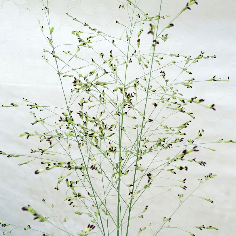 Panic érigé - Panicum virgatum Prairie Sky (Floraison)