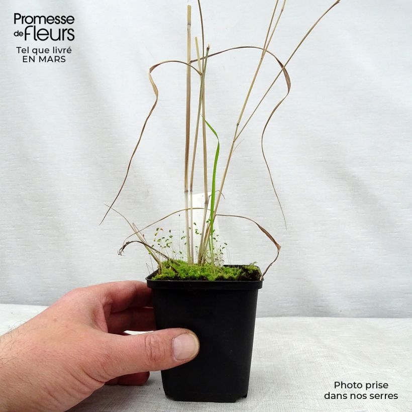 Spécimen de Panic érigé - Panicum virgatum Prairie Sky Godet de 9cm tel que livré au printemps