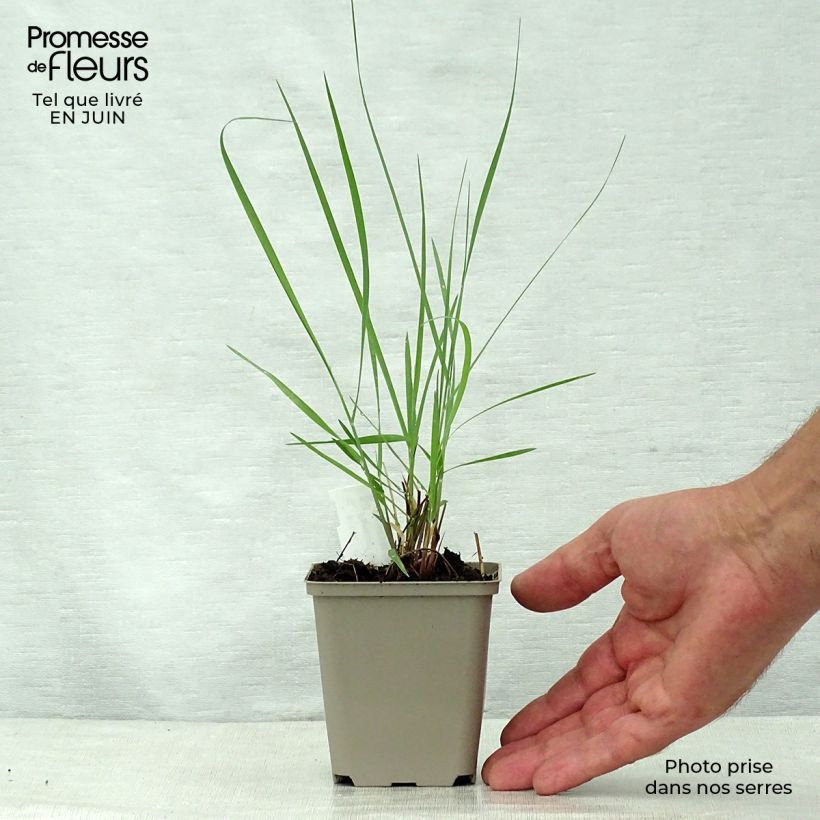 Spécimen de Panic érigé - Panicum virgatum Prairie Sky Godet de 8/9 cm tel que livré en été
