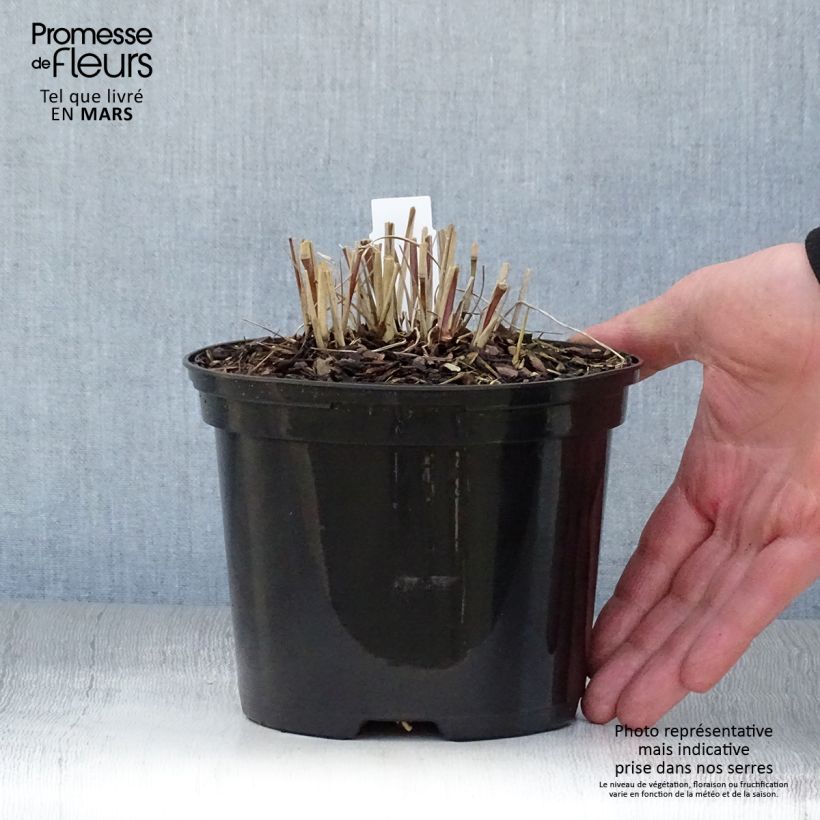 Spécimen de Panic érigé - Panicum virgatum Prairie Sky tel que livré en printemps