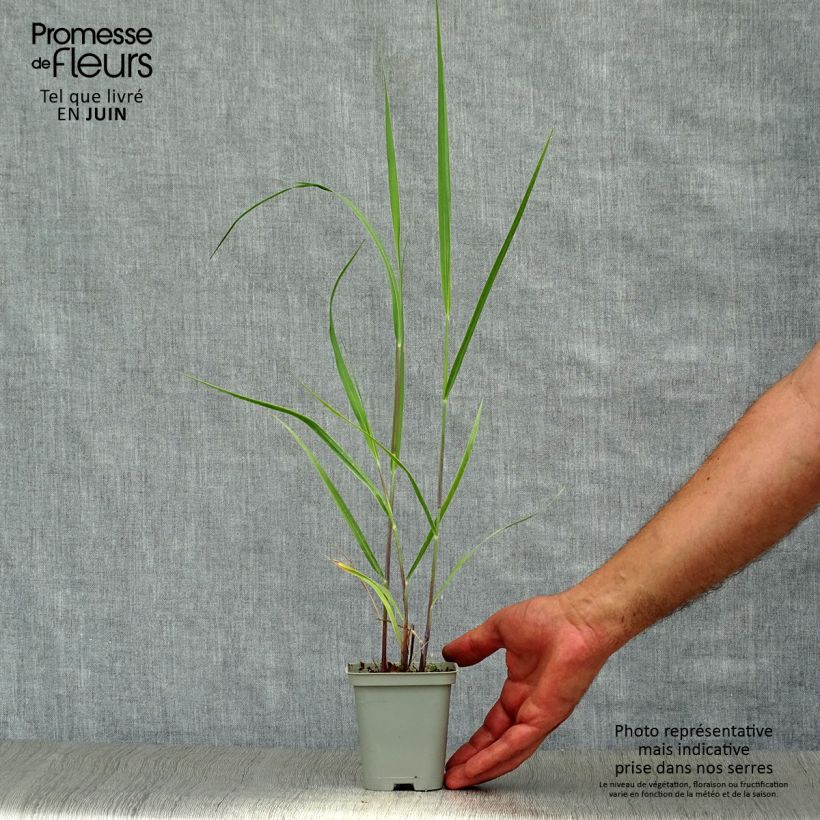 Spécimen de Panic érigé - Panicum virgatum Rehbraun Godet de 8/9 cm tel que livré en été