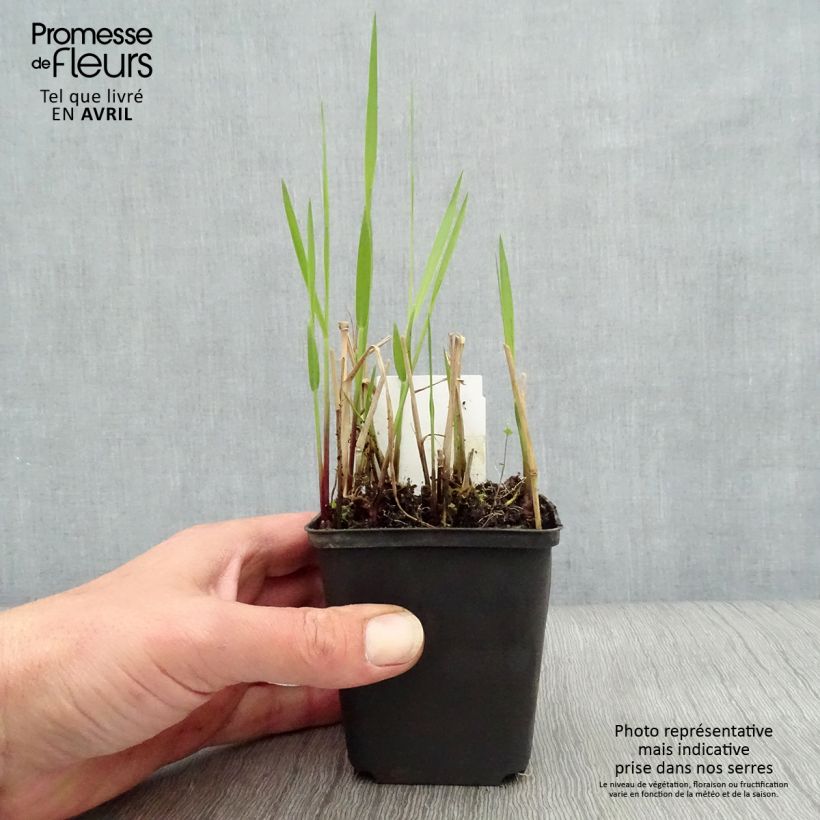Spécimen de Panic érigé - Panicum virgatum Rehbraun en godet de 9 cm tel que livré au printemps