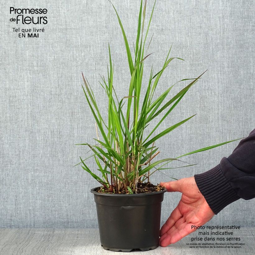 Spécimen de Panic érigé - Panicum virgatum Rehbraun en pot de 2/3 litres tel que livré au printemps