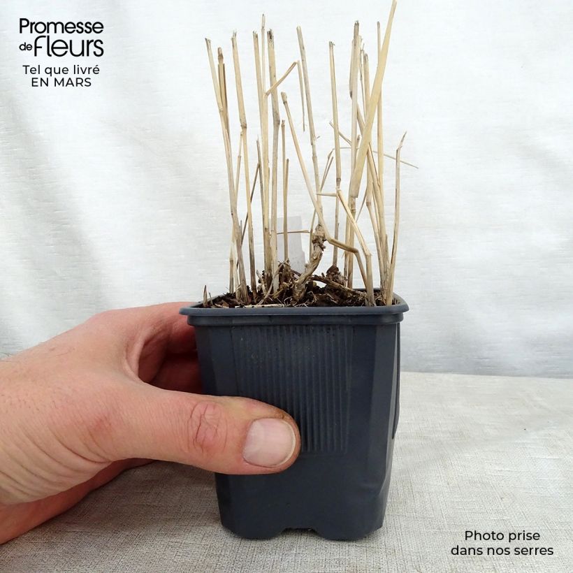 Spécimen de Panic érigé, Panicum virgatum Rotstrahlbusch en godet de 9cm tel que livré au printemps