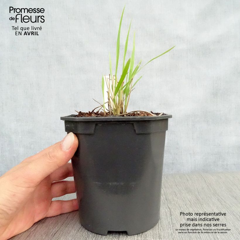 Spécimen de Panic érigé - Panicum virgatum Sangria en pot de 2/3 litres tel que livré au printemps