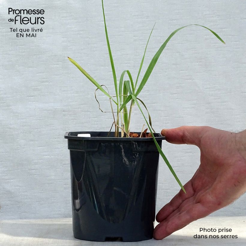 Spécimen de Panic érigé - Panicum virgatum Sangria en godet de 9 cm tel que livré au printemps