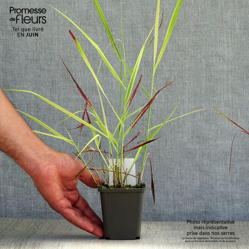 Spécimen de Panic érigé - Panicum virgatum Shenandoah Godet de 8/9 cm tel que livré en été