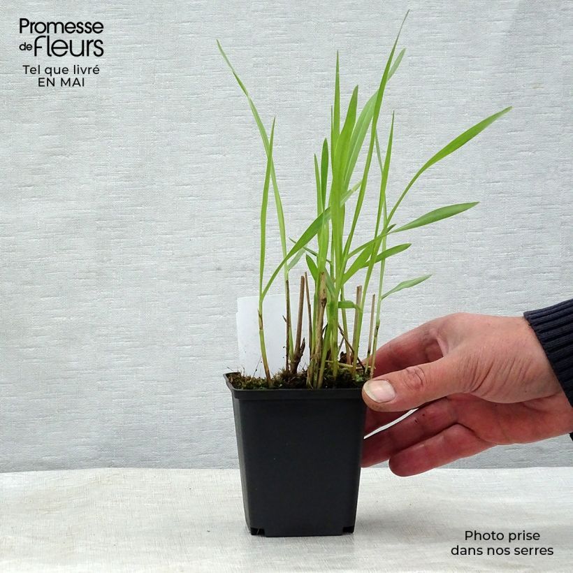 Spécimen de Panic érigé - Panicum virgatum Shenandoah en godet de 9 cm tel que livré au printemps