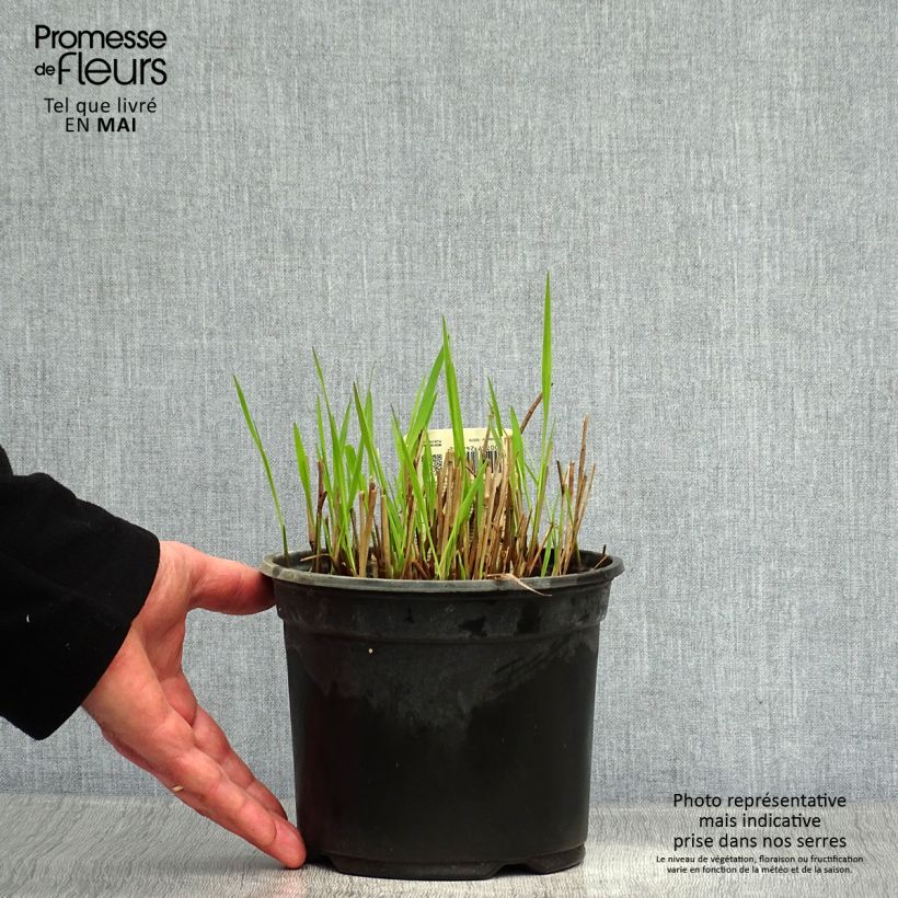 Spécimen de Panic érigé - Panicum virgatum Shenandoah en pot de 2/3 litres tel que livré au printemps