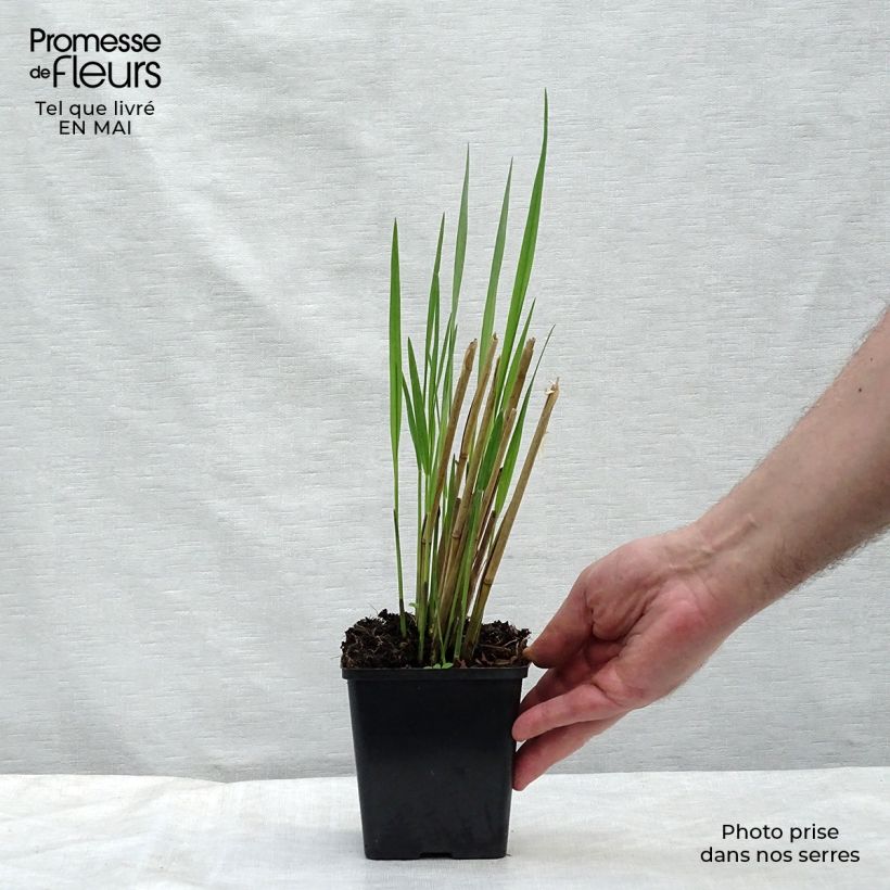 Spécimen de Panic érigé - Panicum virgatum Thundercloud  Godet de 9cm tel que livré au printemps