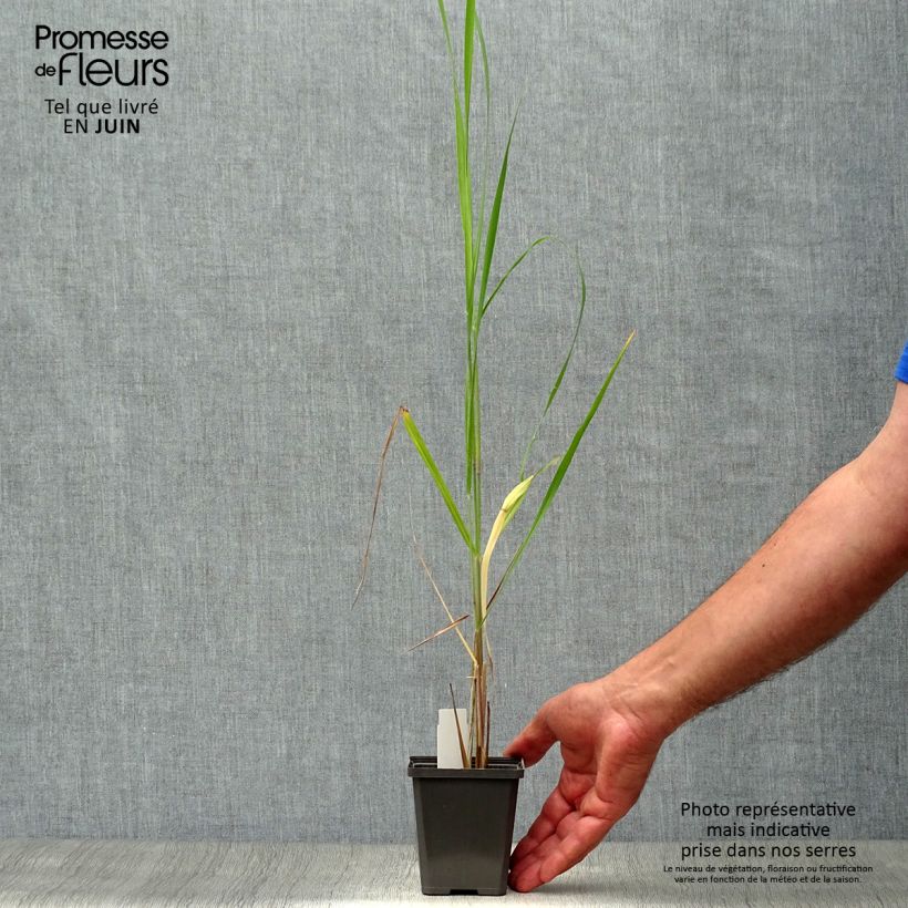 Spécimen de Panic érigé - Panicum virgatum Thundercloud  Godet de 8/9 cm tel que livré en été