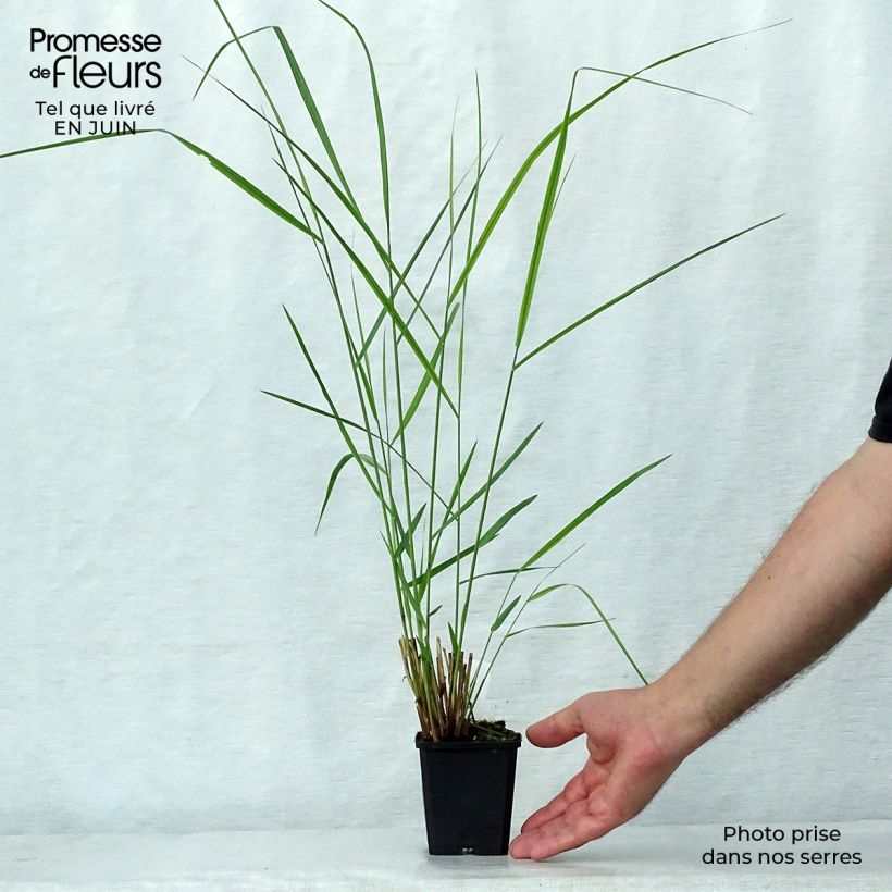 Spécimen de Panic érigé - Panicum virgatum Warrior Godet de 8/9 cm tel que livré en été