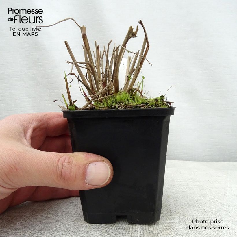 Spécimen de Panic érigé - Panicum virgatum Warrior en godet de 9 cm tel que livré au printemps