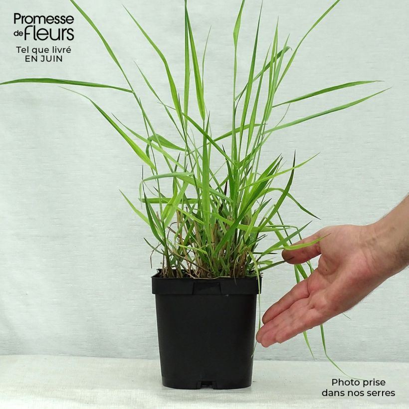 Spécimen de Panic érigé - Panicum virgatum Warrior Pot de 2L/3L tel que livré en été