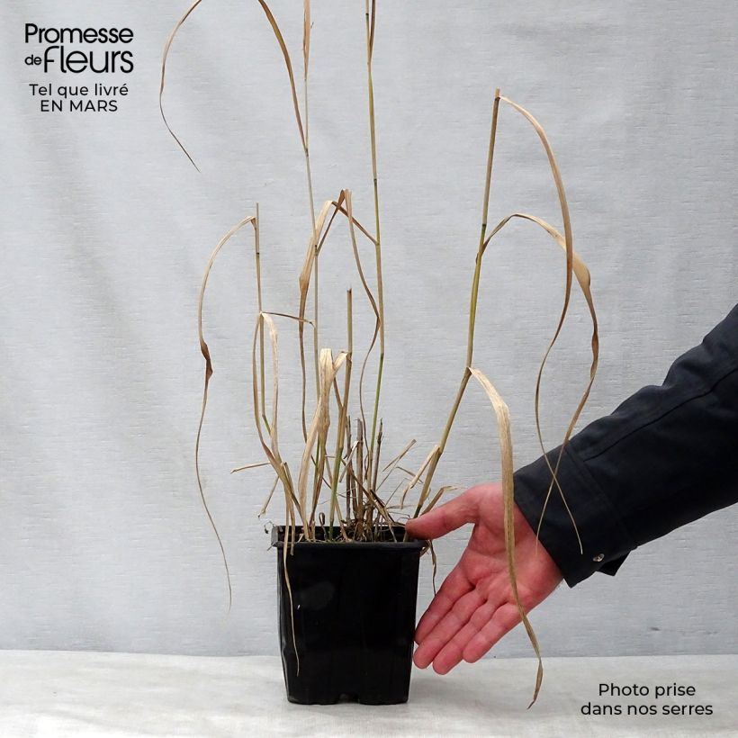 Spécimen de Panic érigé - Panicum virgatum Warrior en pot de 2/3 litres tel que livré au printemps