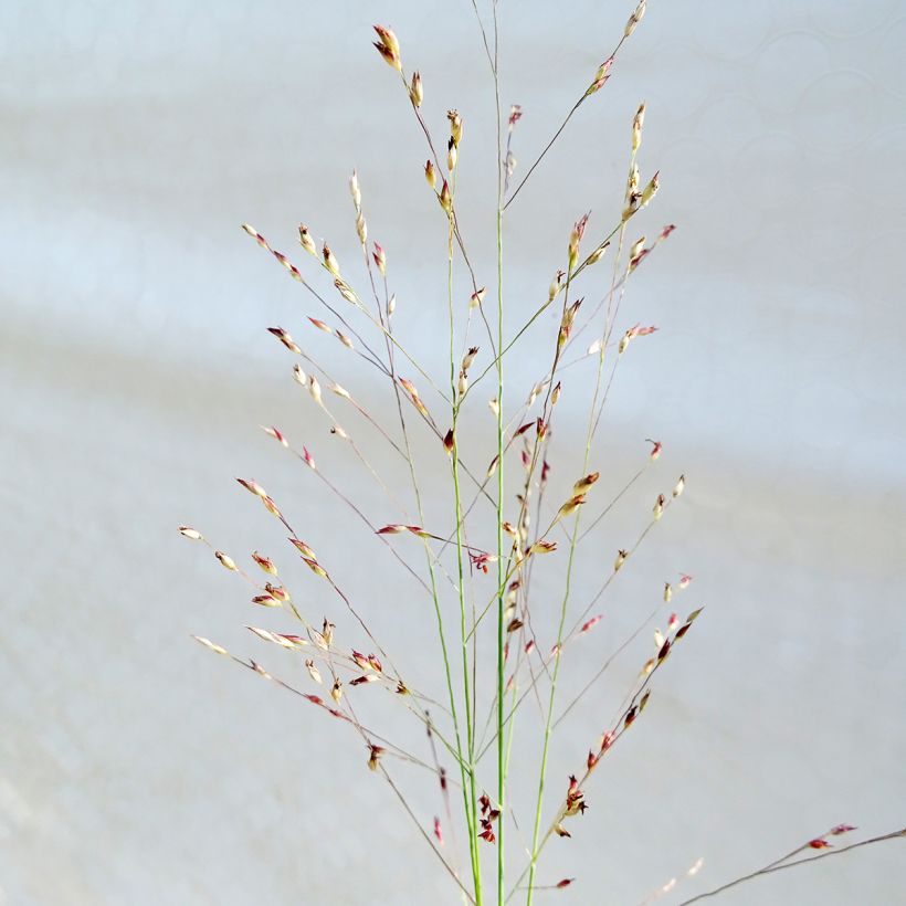 Panicum amarum  (Floraison)