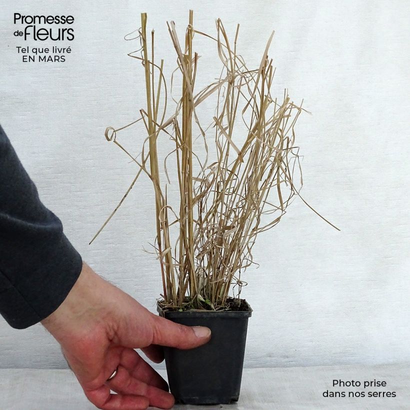 Spécimen de Panicum amarum  Godet de 9cm tel que livré au printemps