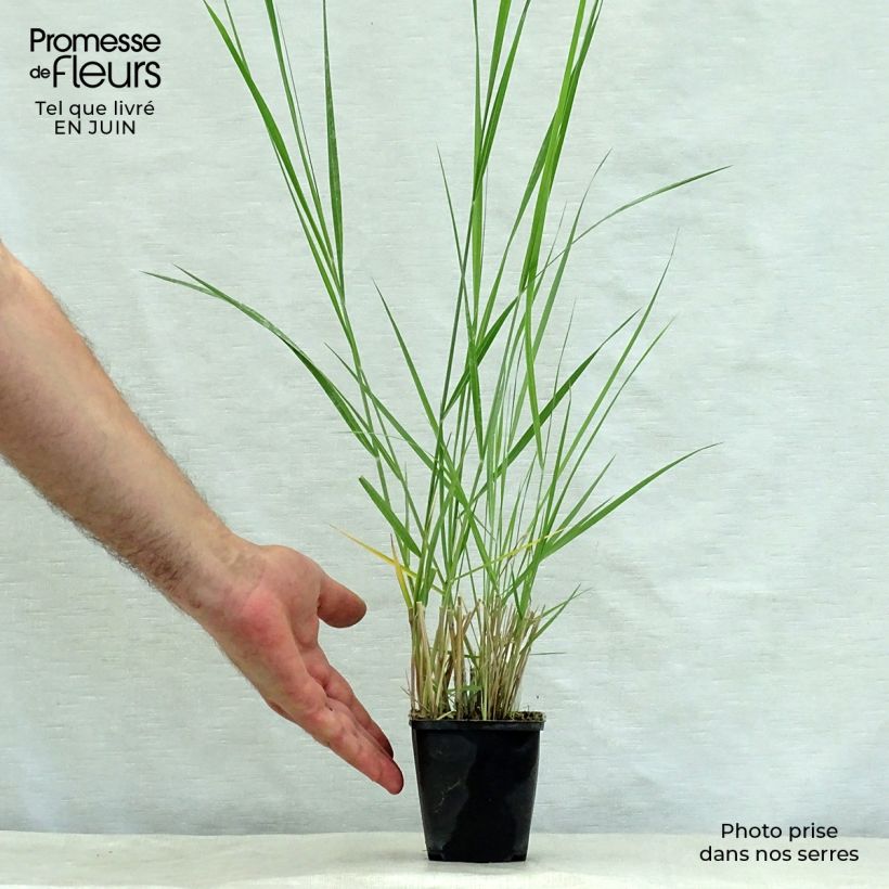 Spécimen de Panicum amarum  Godet de 8/9 cm tel que livré en été