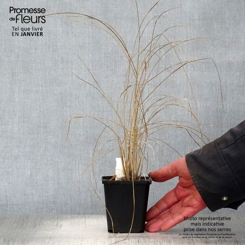 Spécimen de Panicum amarum  tel que livré en hiver