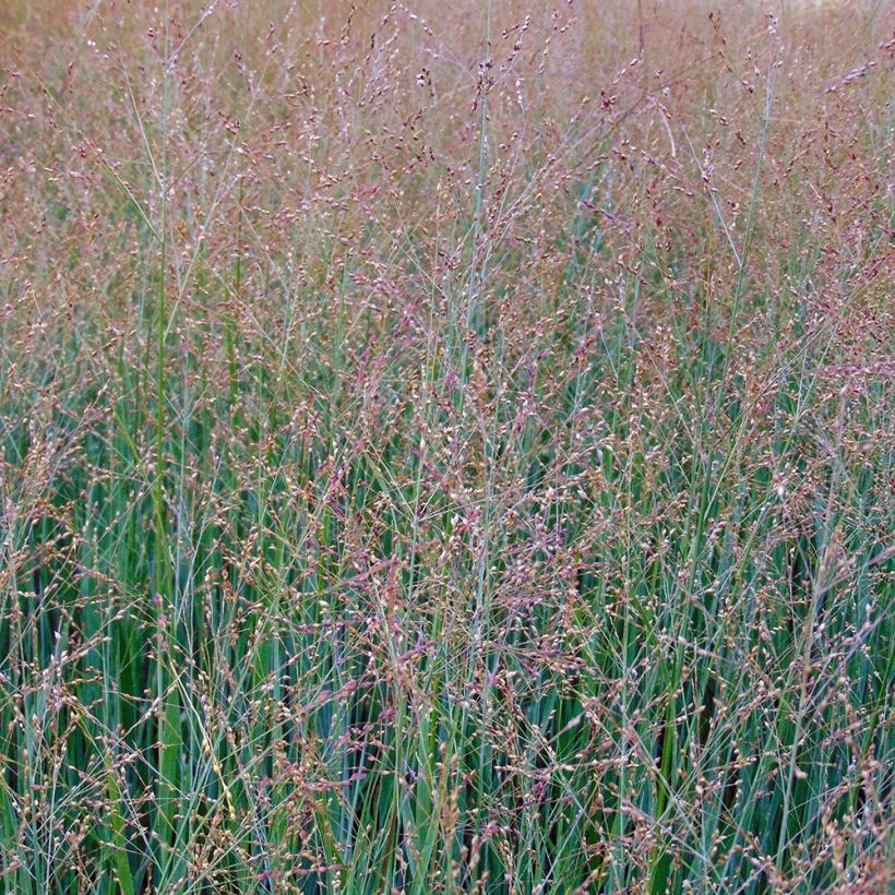 Panic érigé - Panicum virgatum Cloud Nine (Floraison)