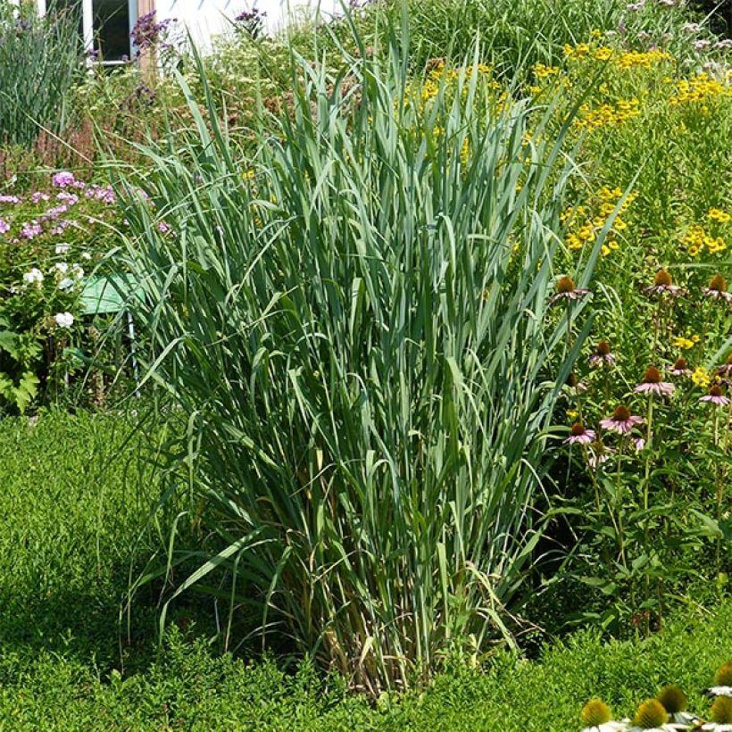 Panic érigé - Panicum virgatum Dallas Blues  (Port)