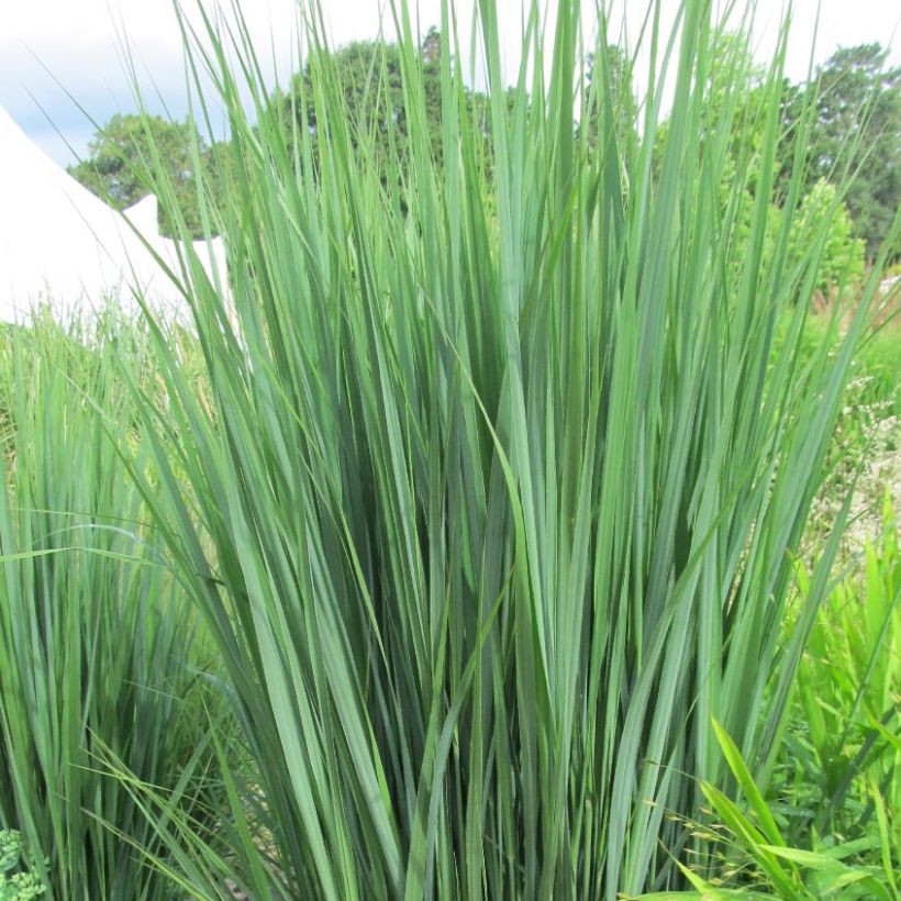 Panic érigé - Panicum virgatum Northwind  (Feuillage)