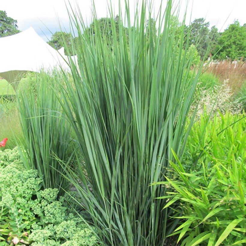 Panic érigé - Panicum virgatum Northwind  (Port)