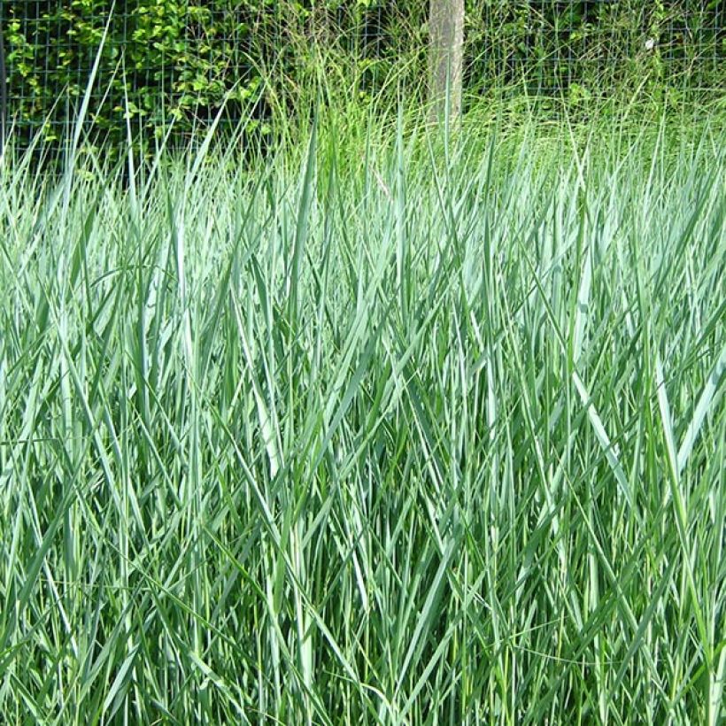 Panic érigé - Panicum virgatum Prairie Sky (Port)