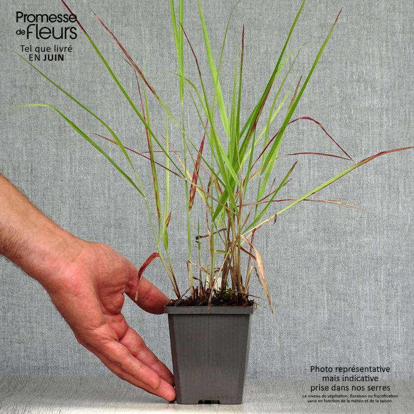 Spécimen de Panicum virgatum Purple Breeze Godet de 8/9 cm tel que livré en été