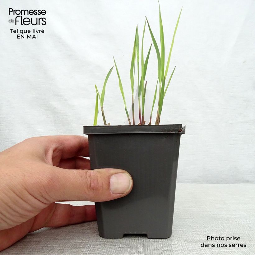 Spécimen de Panicum virgatum Purple Breeze tel que livré au printemps