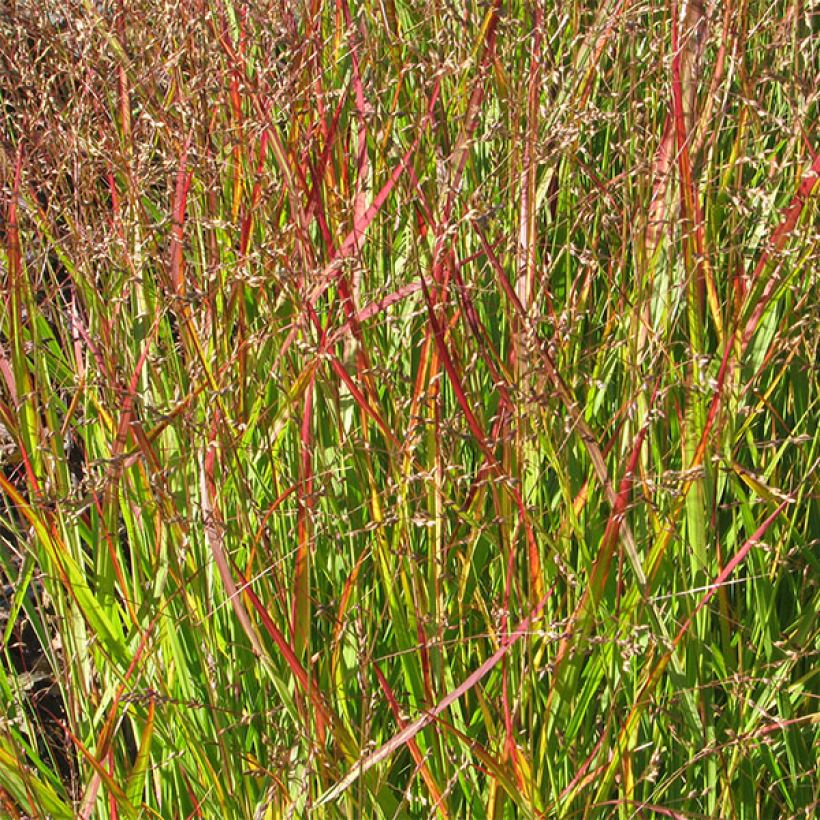 Panic érigé - Panicum virgatum Shenandoah (Feuillage)