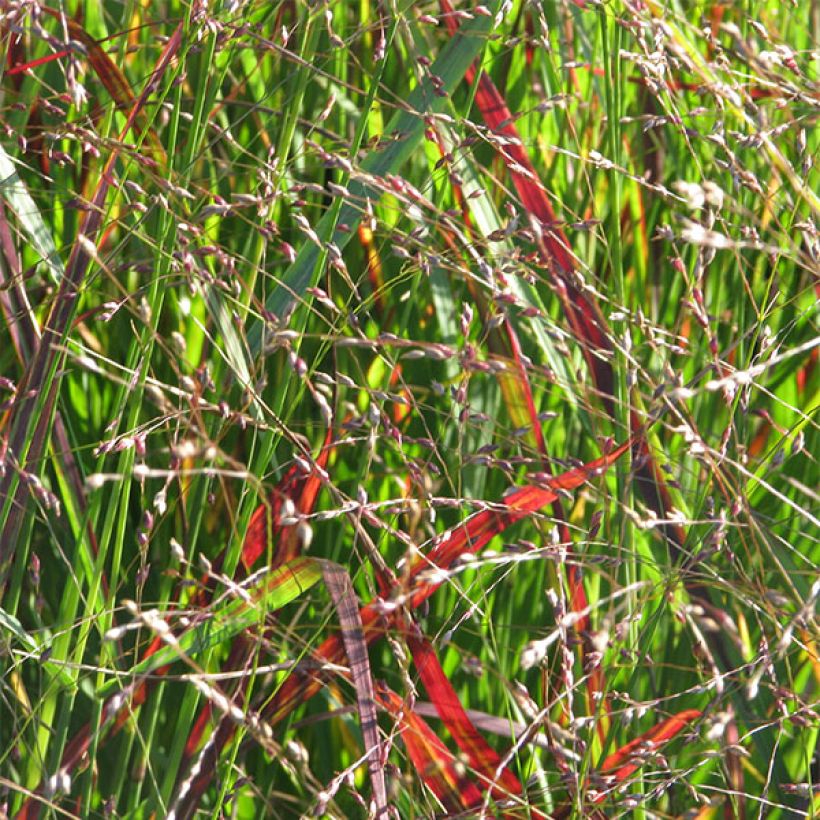 Panic érigé - Panicum virgatum Shenandoah (Floraison)