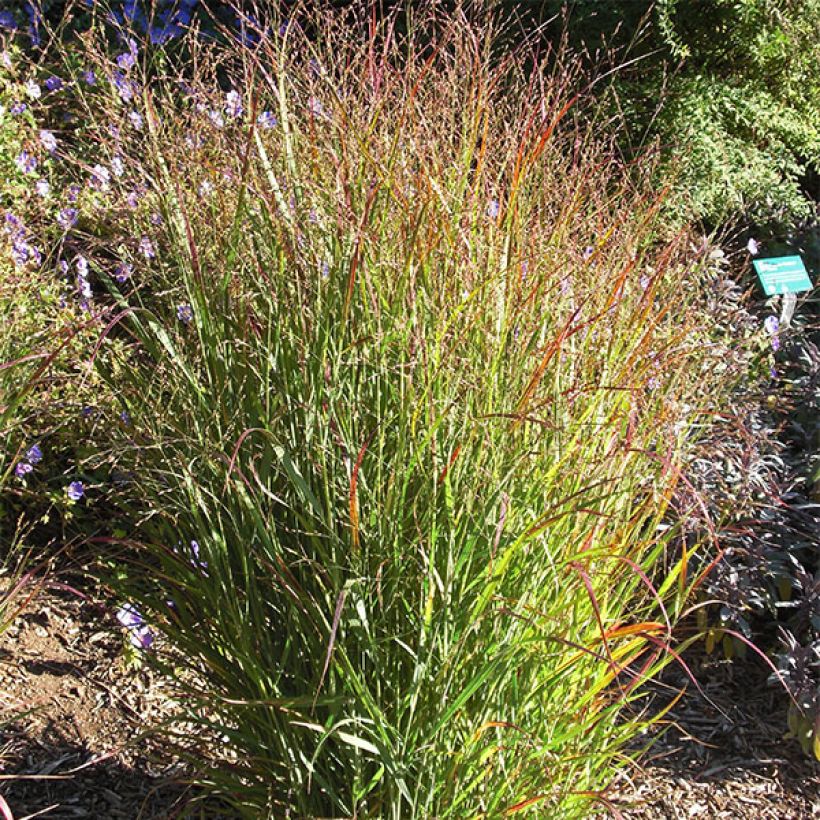 Panic érigé - Panicum virgatum Shenandoah (Port)