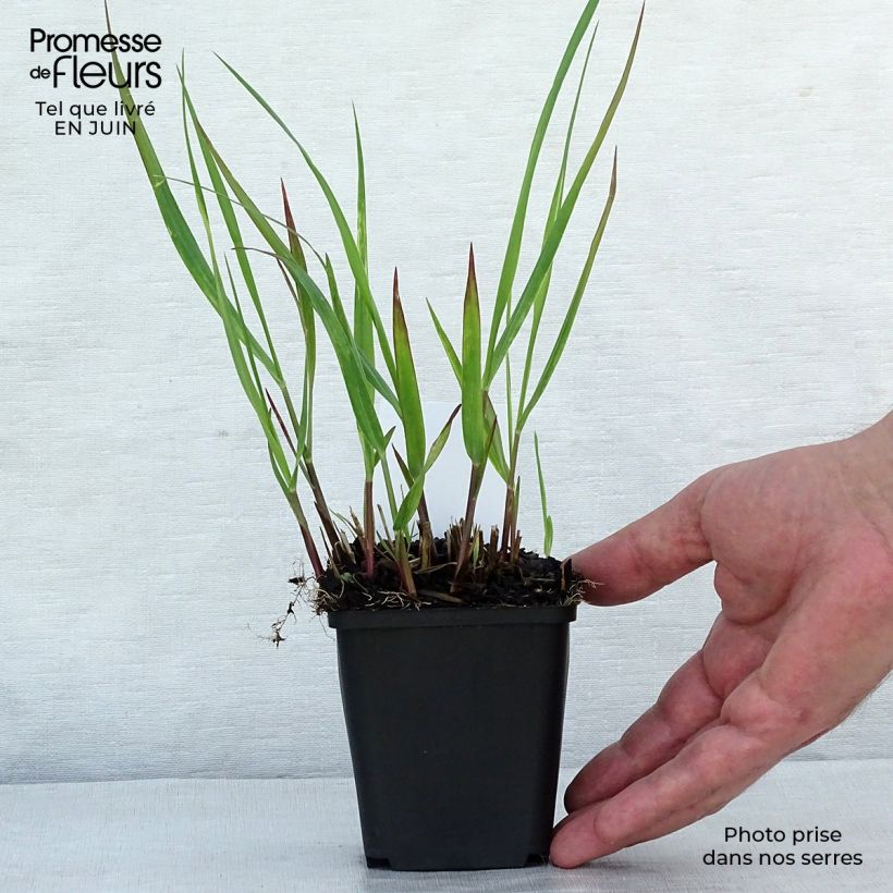 Spécimen de Panicum virgatum Squaw - Panic érigé  Godet de 8/9 cm tel que livré en été