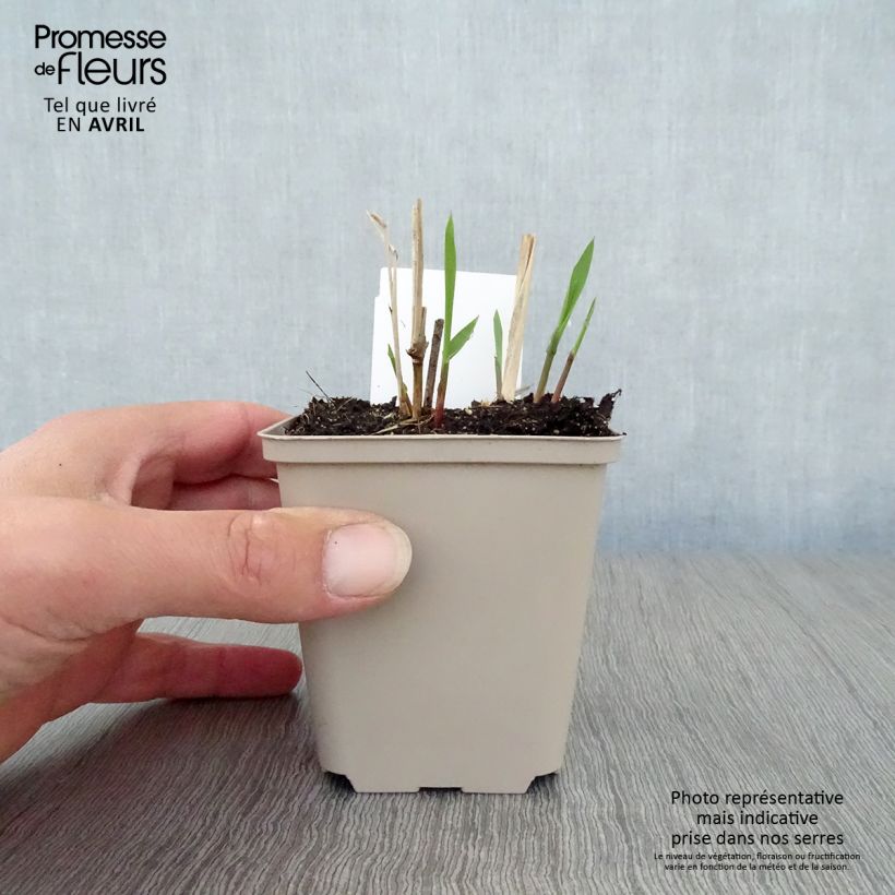 Spécimen de Panicum virgatum Squaw - Panic érigé  Godet de 9cm tel que livré au printemps