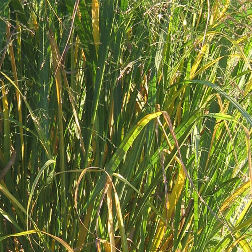 Panic érigé - Panicum virgatum Thundercloud  (Feuillage)