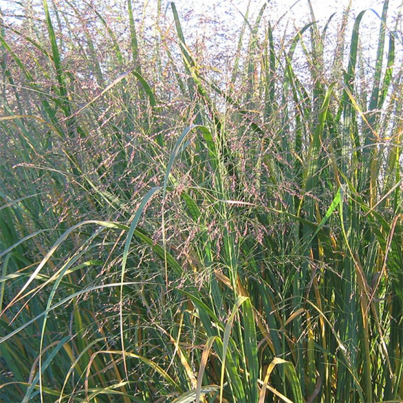 Panic érigé - Panicum virgatum Thundercloud  (Floraison)