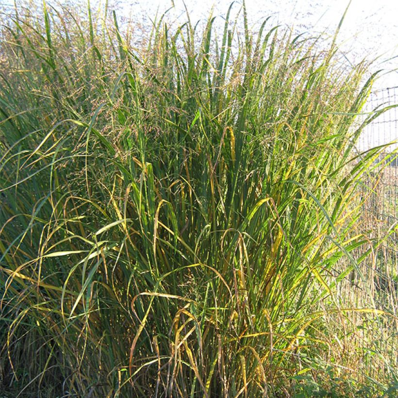 Panic érigé - Panicum virgatum Thundercloud  (Port)