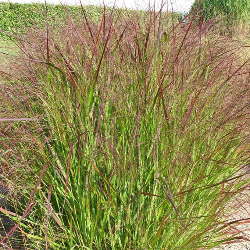 Panic érigé - Panicum virgatum Warrior (Port)