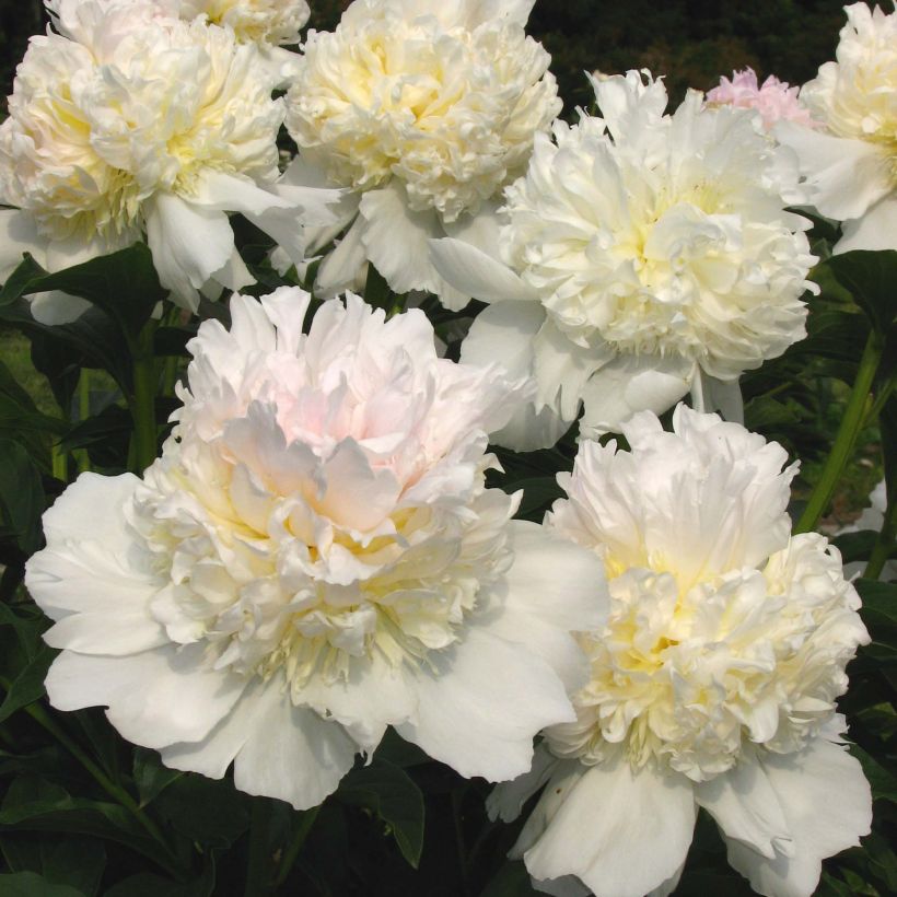 Pivoine lactiflora Top Brass (Floraison)