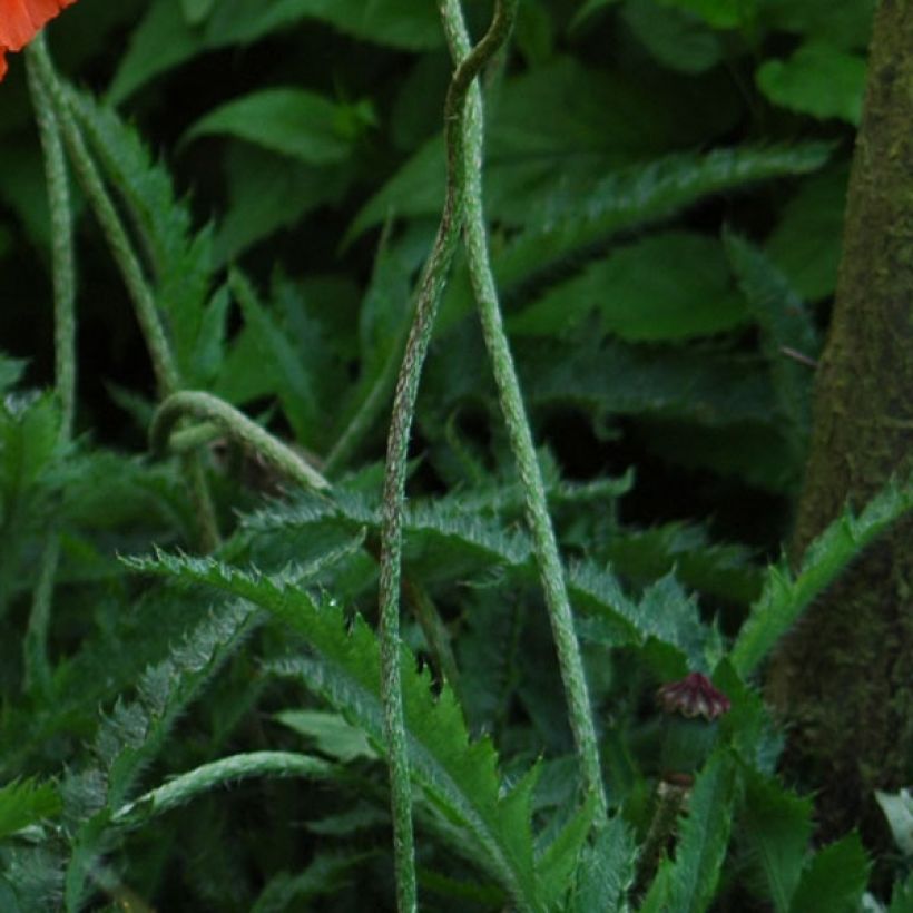 Pavot d'Orient rouge - Papaver orientale Allegro (Feuillage)