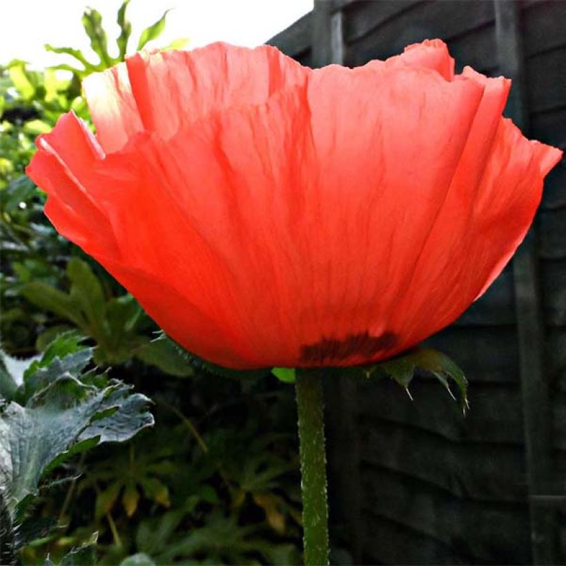 Pavot d'Orient rouge - Papaver orientale Allegro (Floraison)