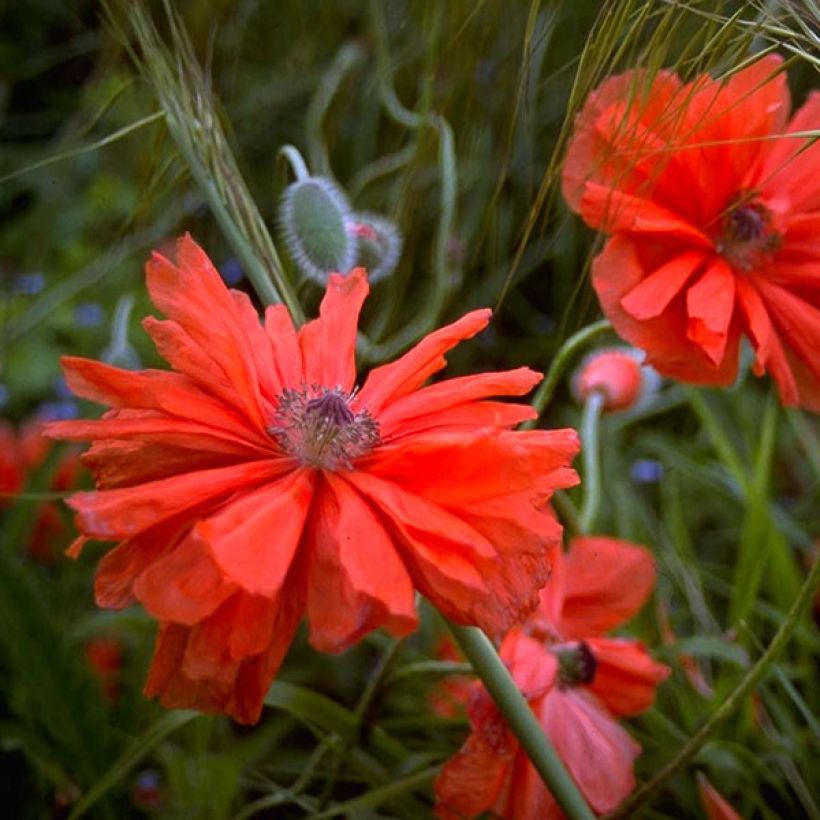 Pavot d'Orient May Queen - Papaver orientale (Floraison)