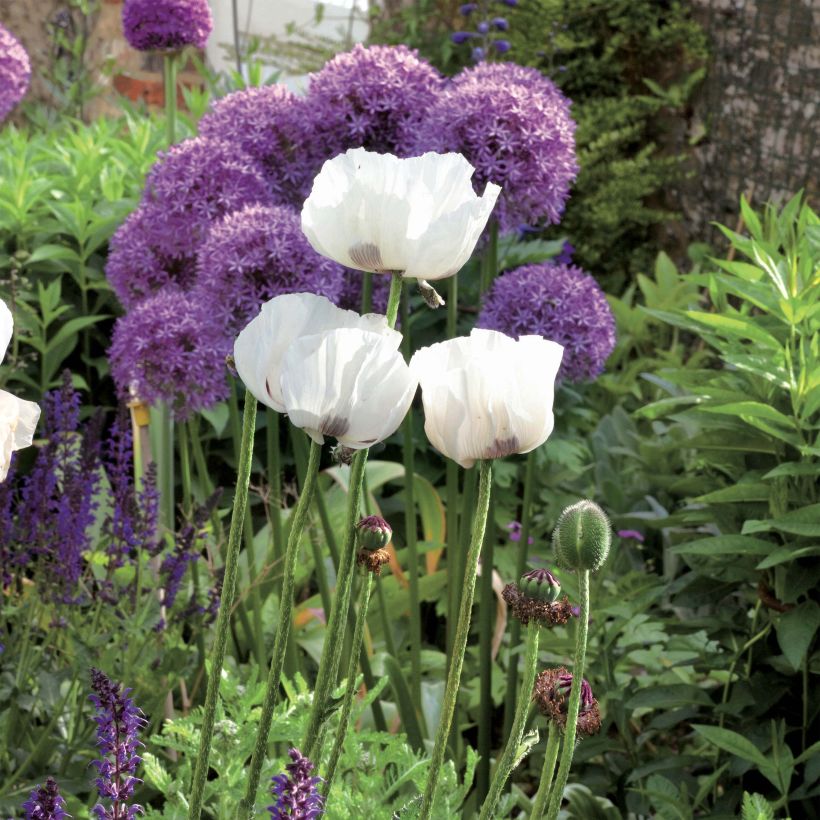 Pavot d'Orient Perry's White - Papaver orientale (Port)