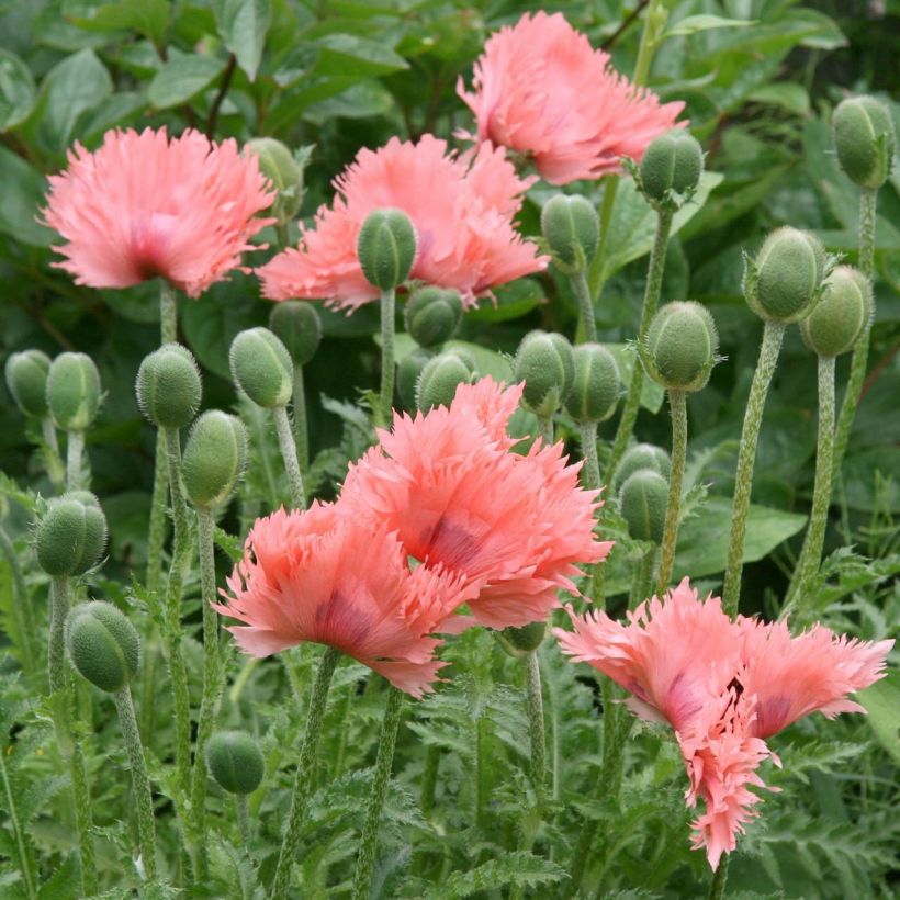 Pavot d'Orient Pink Ruffles - Papaver orientale (Floraison)
