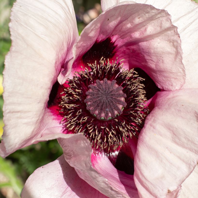 Pavot d'Orient Royal Wedding - Papaver orientale (Floraison)