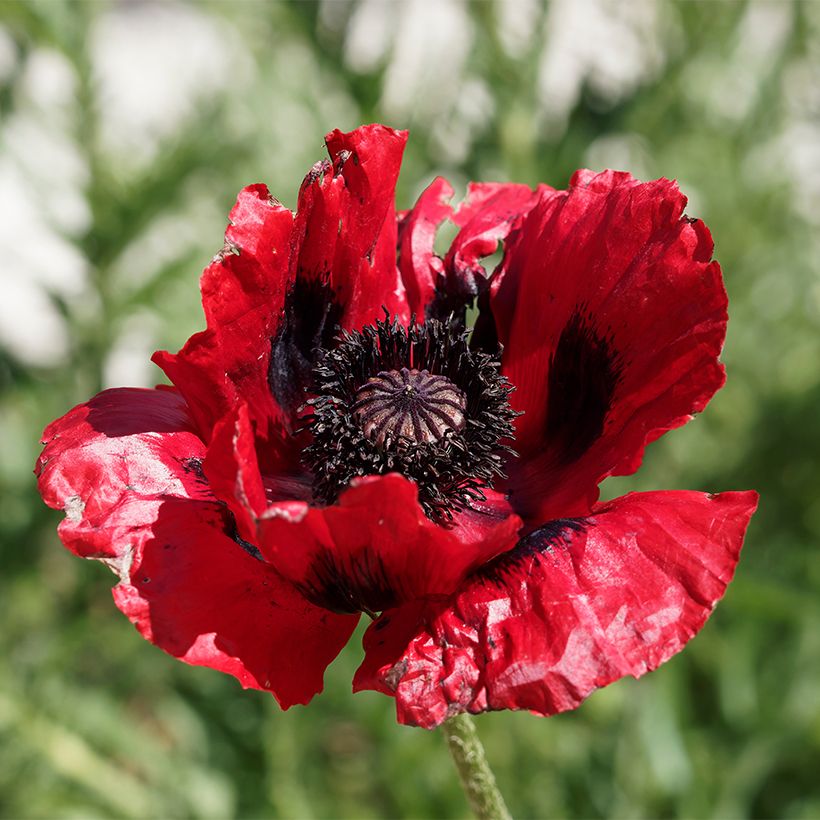 Graines de Pavot bracteatum (Great Scarlet) - Pavot de Perse (Floraison)